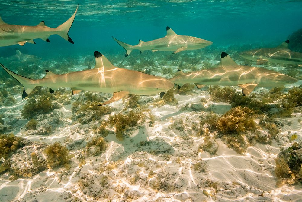 French Polynesia- Bora Bora. Black-tipped reef sharks close-up. art print by Jaynes Gallery for $57.95 CAD