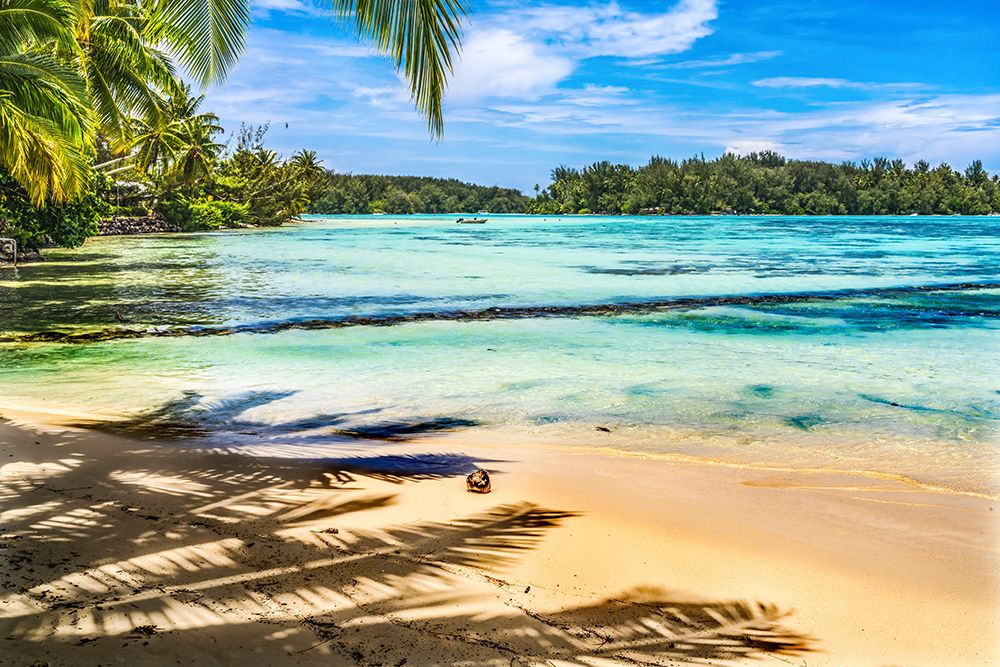 Colorful Hauru Point beach palm trees-Moorea-Tahiti-French Polynesia-Different blue colors from lag art print by William Perry for $57.95 CAD