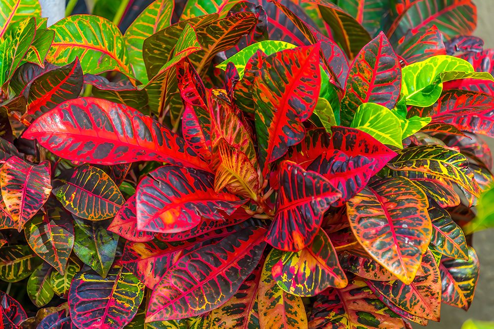 Colorful leaves-Moorea-Tahiti-French Polynesia art print by William Perry for $57.95 CAD