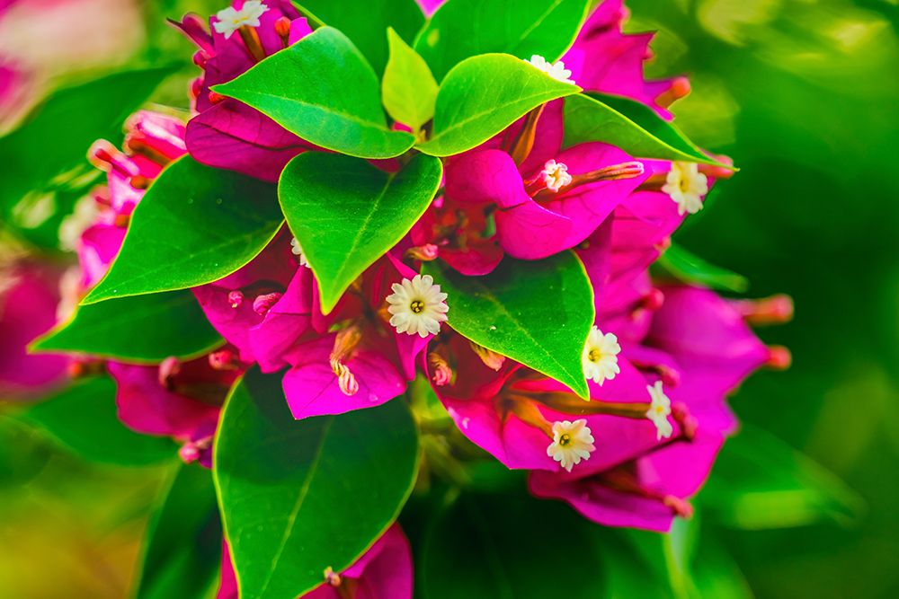 Pink bougainvillea closeup-Moorea-Tahiti-French Polynesia art print by William Perry for $57.95 CAD