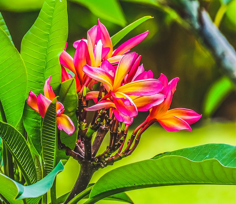 Frangipani Plumeria-Moorea-Tahiti-French Polynesia art print by William Perry for $57.95 CAD