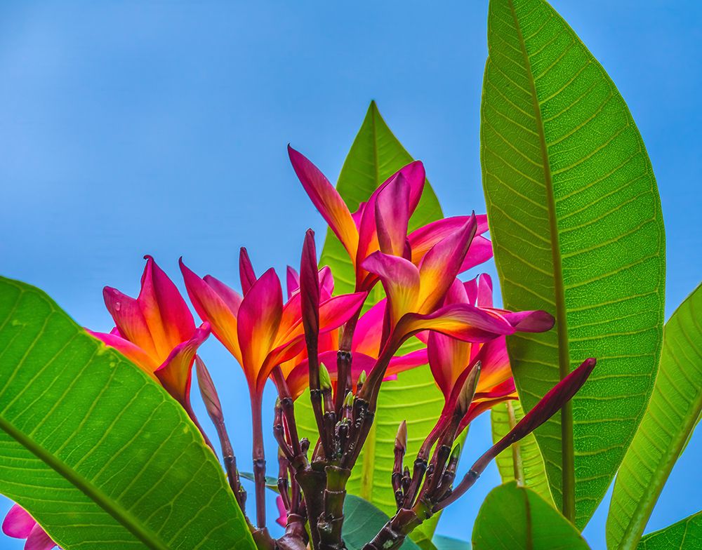 Frangipani Plumeria-Moorea-Tahiti-French Polynesia art print by William Perry for $57.95 CAD