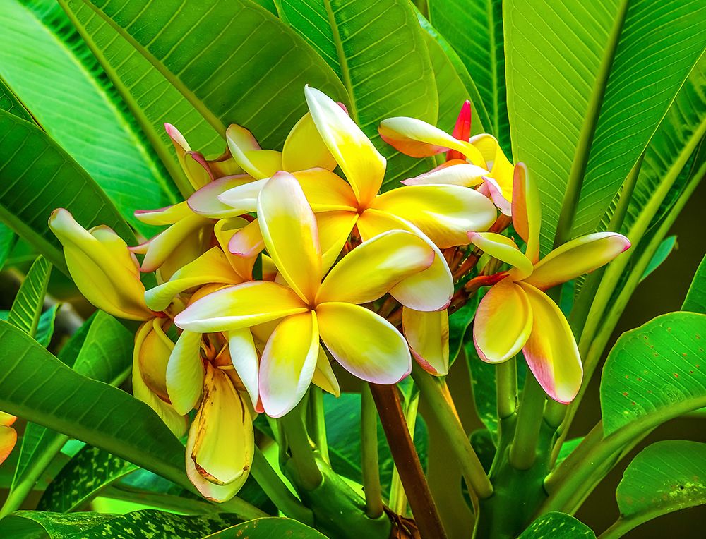 Frangipani plumeria-Moorea-Tahiti-French Polynesia art print by William Perry for $57.95 CAD