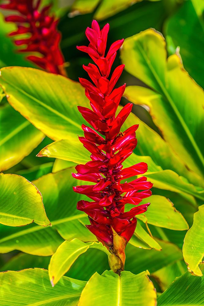 Pinecone ginger-Moorea-Tahiti-French Polynesia-Native to Malaysia art print by William Perry for $57.95 CAD