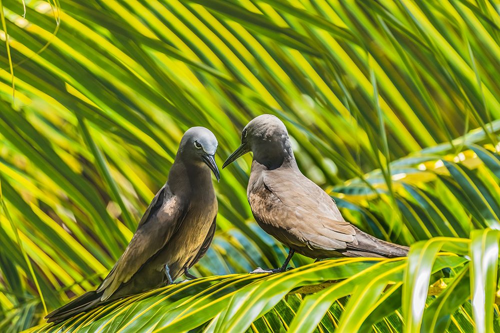 Noddy bird-Morea-Tahiti. art print by William Perry for $57.95 CAD