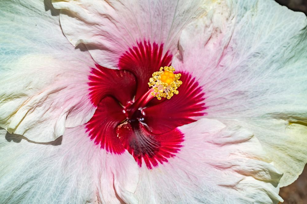 Tropical Hibiscus flower-Moorea-Tahiti. art print by William Perry for $57.95 CAD