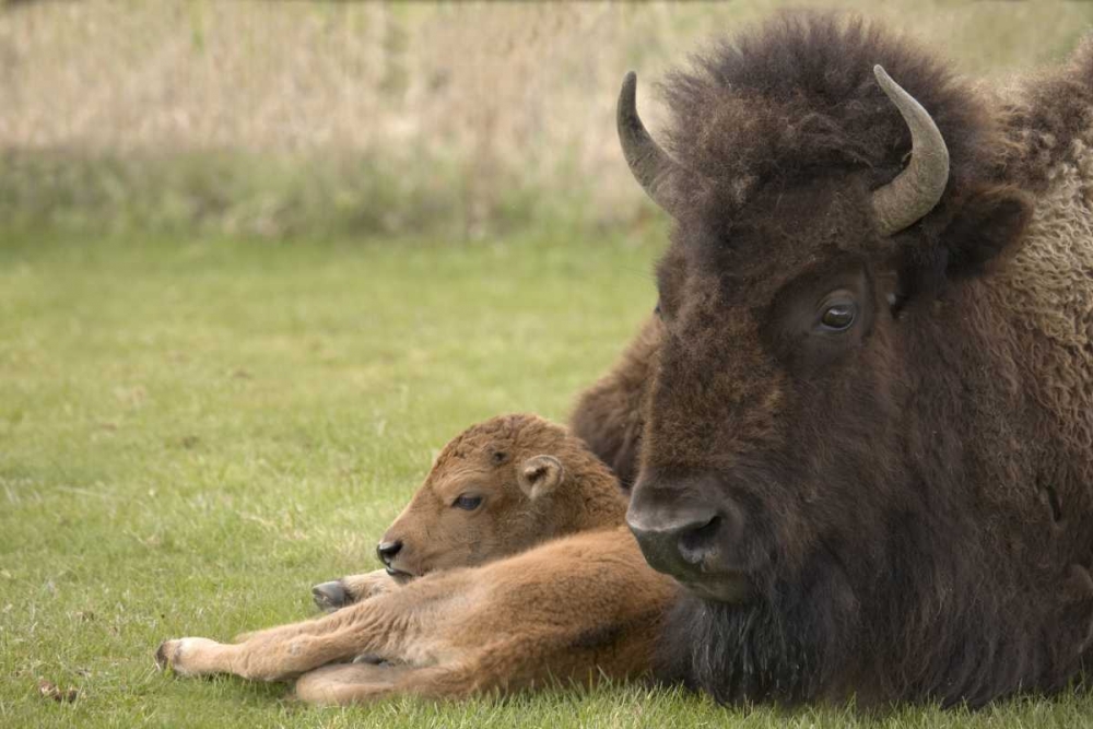WY, Yellowstone Bison resting on grass with calf art print by Don Grall for $57.95 CAD