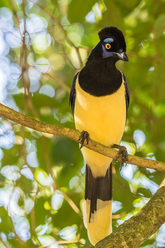 Argentina-Iguazu Falls National Park Plush-crested jay in tree art print by Jaynes Gallery for $57.95 CAD