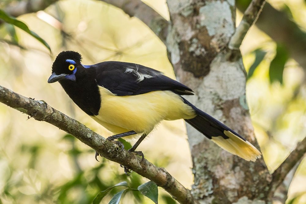 Argentina-Iguazu Falls National Park Plush-crested jay in tree art print by Jaynes Gallery for $57.95 CAD