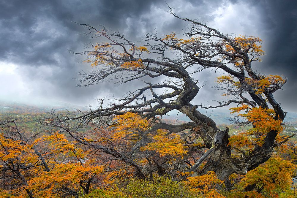 Argentina-Patagonia-Fierce winds have shaped these trees art print by Jaynes Gallery for $57.95 CAD