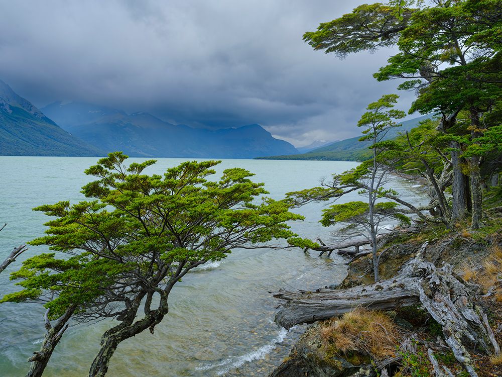 Argentina, Patagonia, Tierra del Fuego. Lago Acigami with lenga beech trees. art print by Martin Zwick for $57.95 CAD
