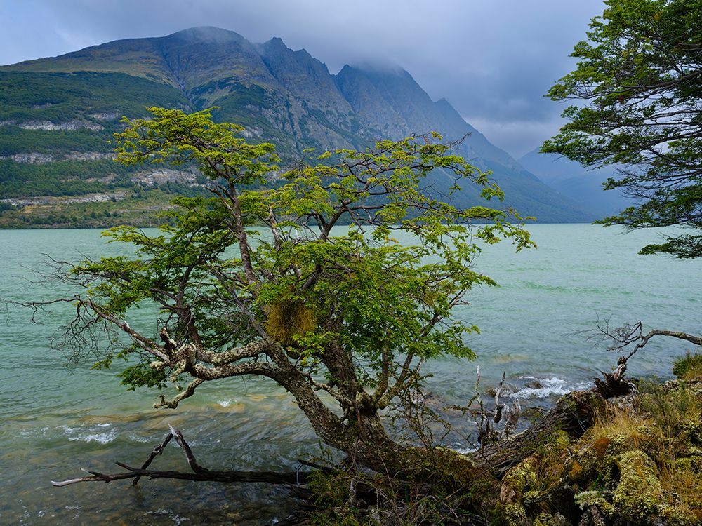 Argentina, Patagonia, Tierra del Fuego. Lago Acigami with lenga beech trees. art print by Martin Zwick for $57.95 CAD