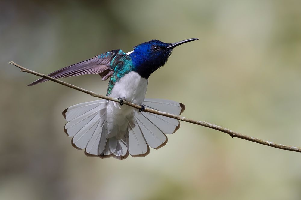 Belize-Central America-White-necked Jacobin-Feeding at Chan Chick Ecolodge art print by Tom Norring for $57.95 CAD