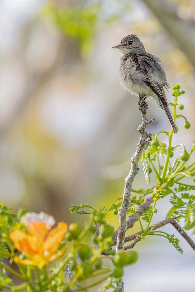Belize-Central America-Morelets Seedeater art print by Tom Norring for $57.95 CAD