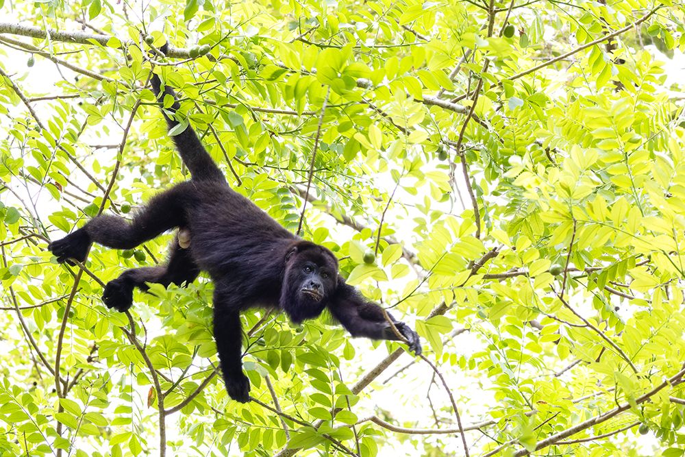 Belize-Central America-Howler Monkey-Their howling can travel up to 5 km in the dense tropical fore art print by Tom Norring for $57.95 CAD