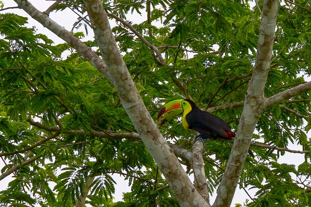Belize-Central America-Keel-billed toucan art print by Tom Norring for $57.95 CAD