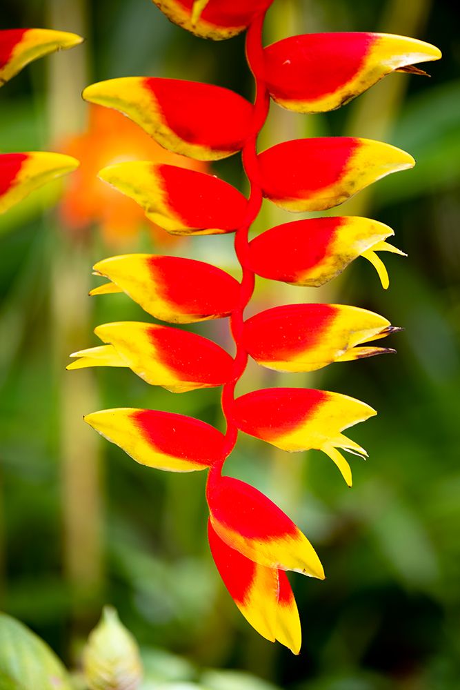 Belize-Central America-Orange and red parrots beak flower art print by Tom Norring for $57.95 CAD
