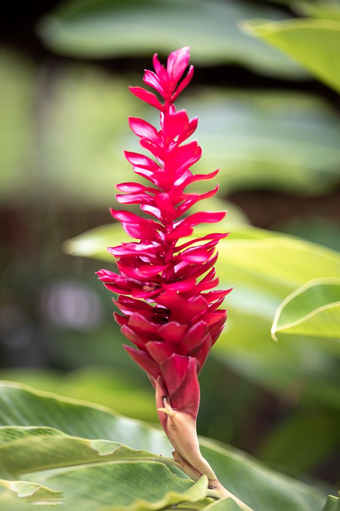 Belize-Central America-Red torch ginger flower art print by Tom Norring for $57.95 CAD