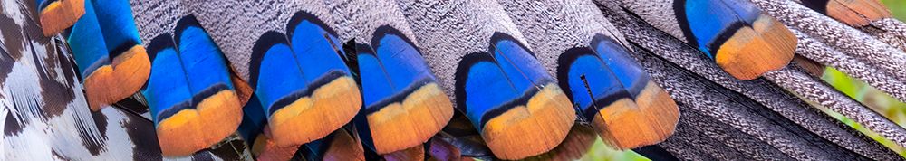 Belize-Central America-Colors of the ocellated turkeys art print by Tom Norring for $57.95 CAD
