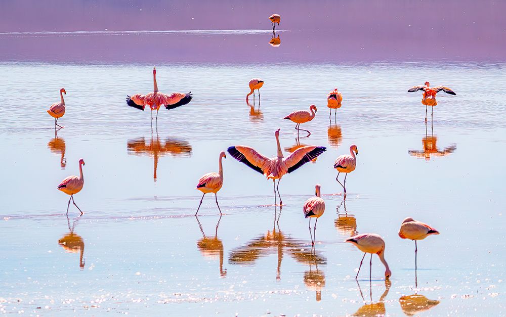 Bolivia. Group portrait of Jamess Flamingos feeding at sunset in Laguna Colorada. art print by Murray McCallum for $57.95 CAD