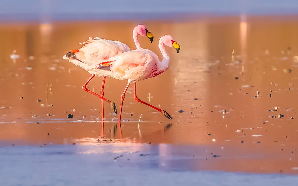 Bolivia, Jamess Flamingos, who mate for life, searching for brine shrimp in Laguna Colorada. art print by Murray McCallum for $57.95 CAD