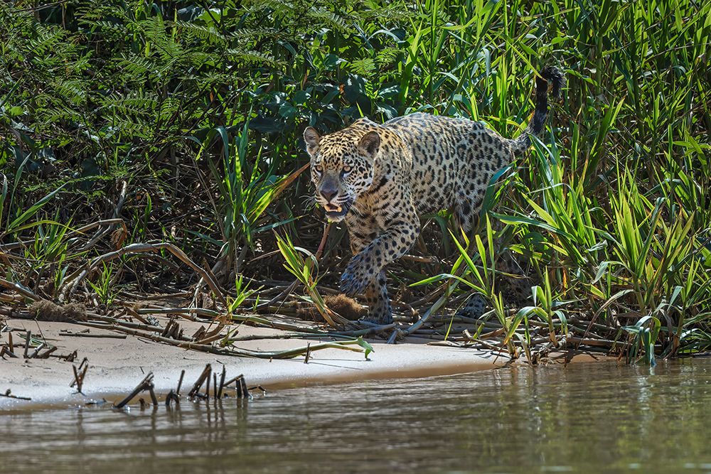 Jaguar along the river banks of Cuiaba River, Pantanal, Brazil. art print by Adam Jones for $57.95 CAD