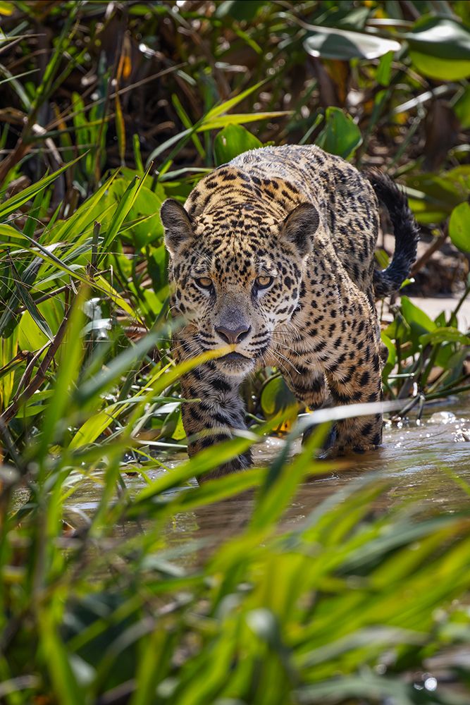 Jaguar along the river banks of Cuiaba River, Pantanal, Brazil. art print by Adam Jones for $57.95 CAD