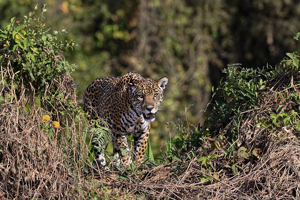 Jaguar on the bank of the Cuiaba River, Pantanal, Brazil art print by Adam Jones for $57.95 CAD