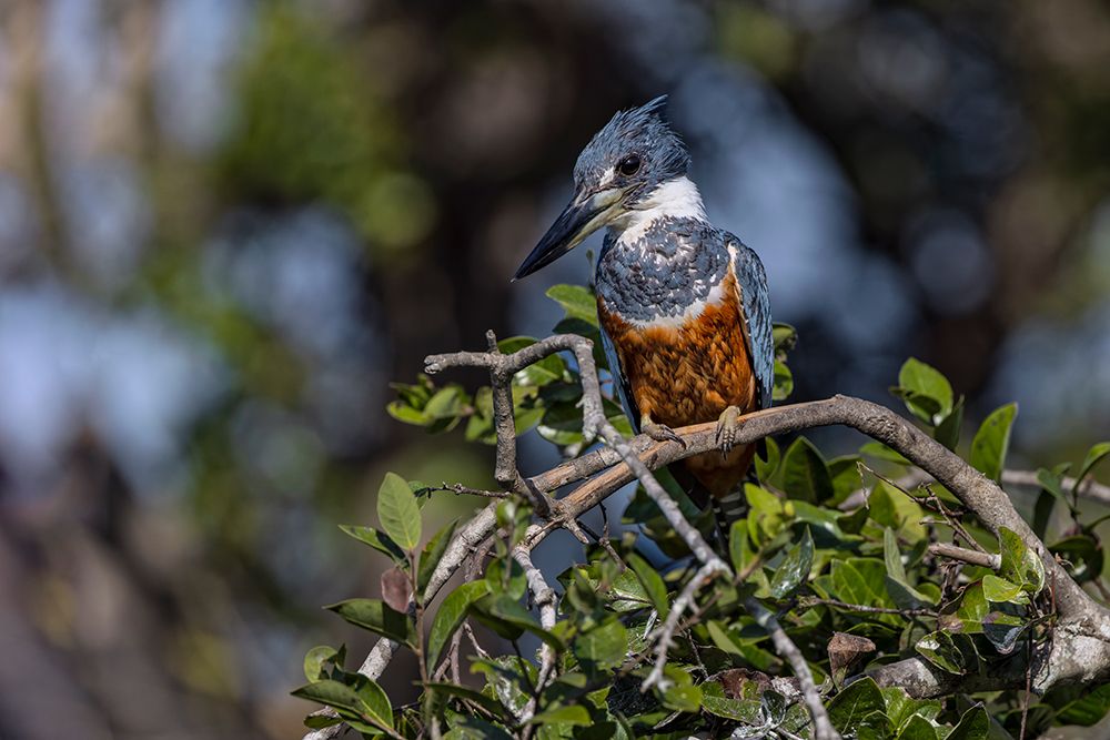Ringed kingfisher, Pantanal, Brazil art print by Adam Jones for $57.95 CAD