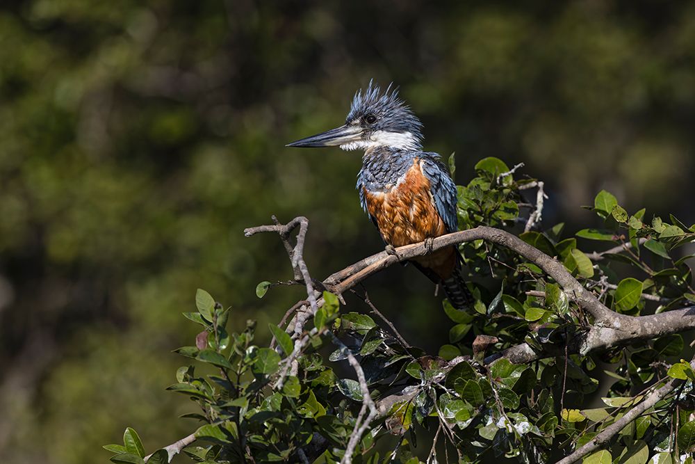 Ringed kingfisher, Pantanal, Brazil art print by Adam Jones for $57.95 CAD