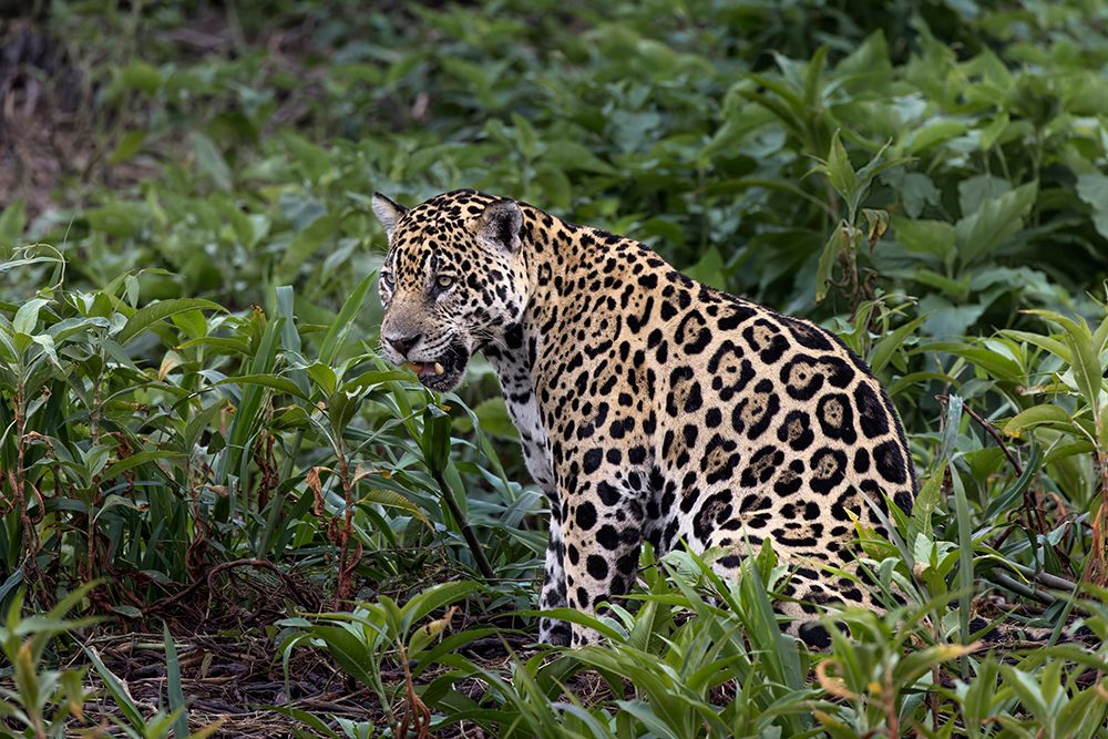 Jaguar along the river banks of Cuiaba River, Pantanal, Brazil. art print by Adam Jones for $57.95 CAD