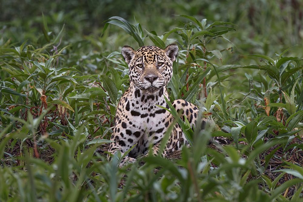 Jaguar along the river banks of Cuiaba River, Pantanal, Brazil. art print by Adam Jones for $57.95 CAD