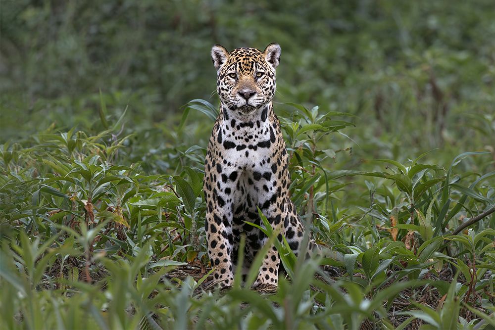 Jaguar along the river banks of Cuiaba River, Pantanal, Brazil. art print by Adam Jones for $57.95 CAD