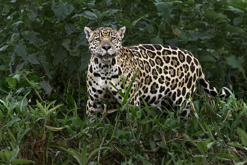 Jaguar along the river banks of Cuiaba River, Pantanal, Brazil. art print by Adam Jones for $57.95 CAD