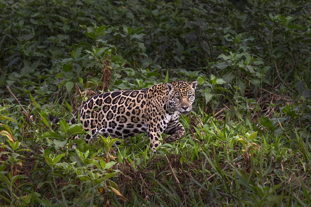 Jaguar along the river banks of Cuiaba River, Pantanal, Brazil. art print by Adam Jones for $57.95 CAD