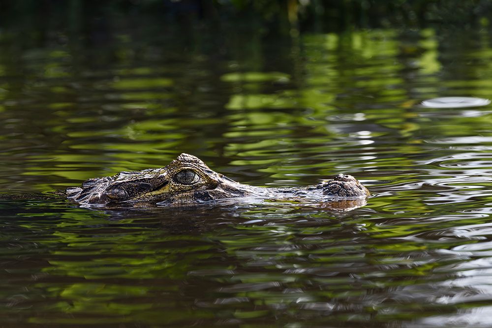 Caiman, Pantanal, Brazil art print by Adam Jones for $57.95 CAD