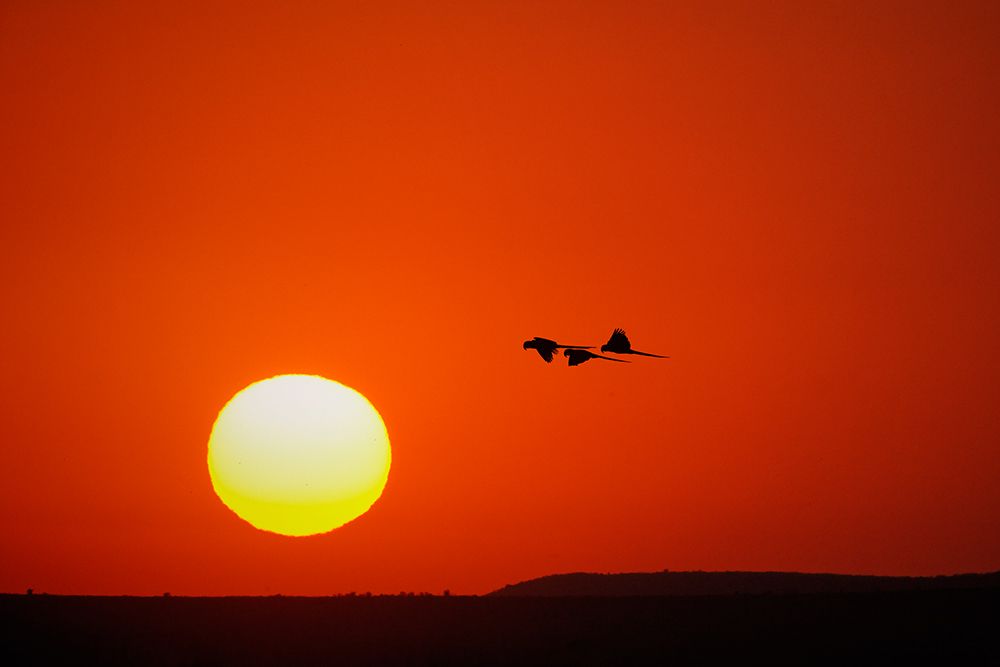 Hyacinth macaws silhouetted at sunset, Pantanal, Brazil art print by Adam Jones for $57.95 CAD