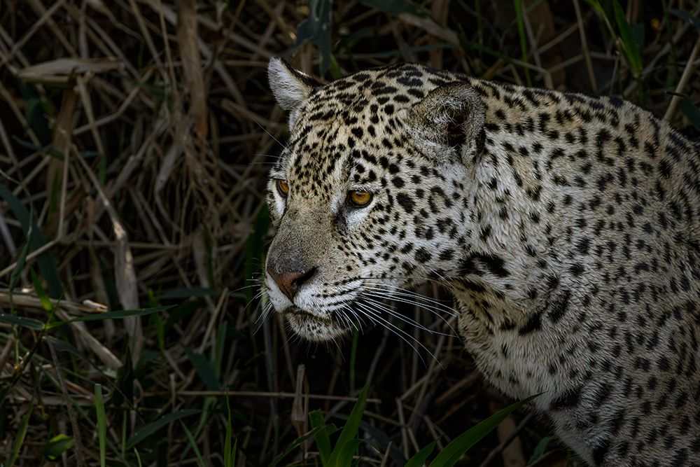 Jaguar hunting along the river banks of Cuiaba River, Pantanal, Brazil. art print by Adam Jones for $57.95 CAD