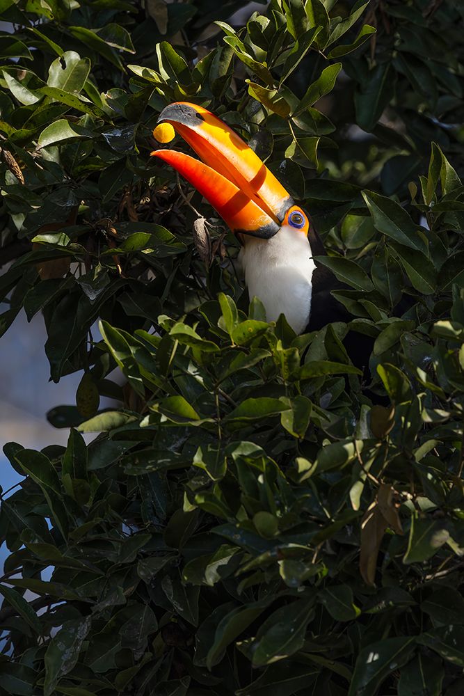 Toco toucan, Mato Grosso, Pantanal, Brazil. art print by Adam Jones for $57.95 CAD