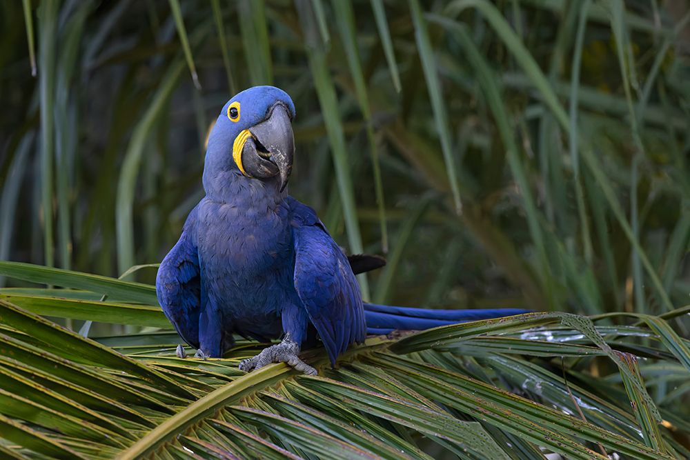 Hyacinth macaw, Mato Grosso, Pantanal, Brazil, South America art print by Adam Jones for $57.95 CAD