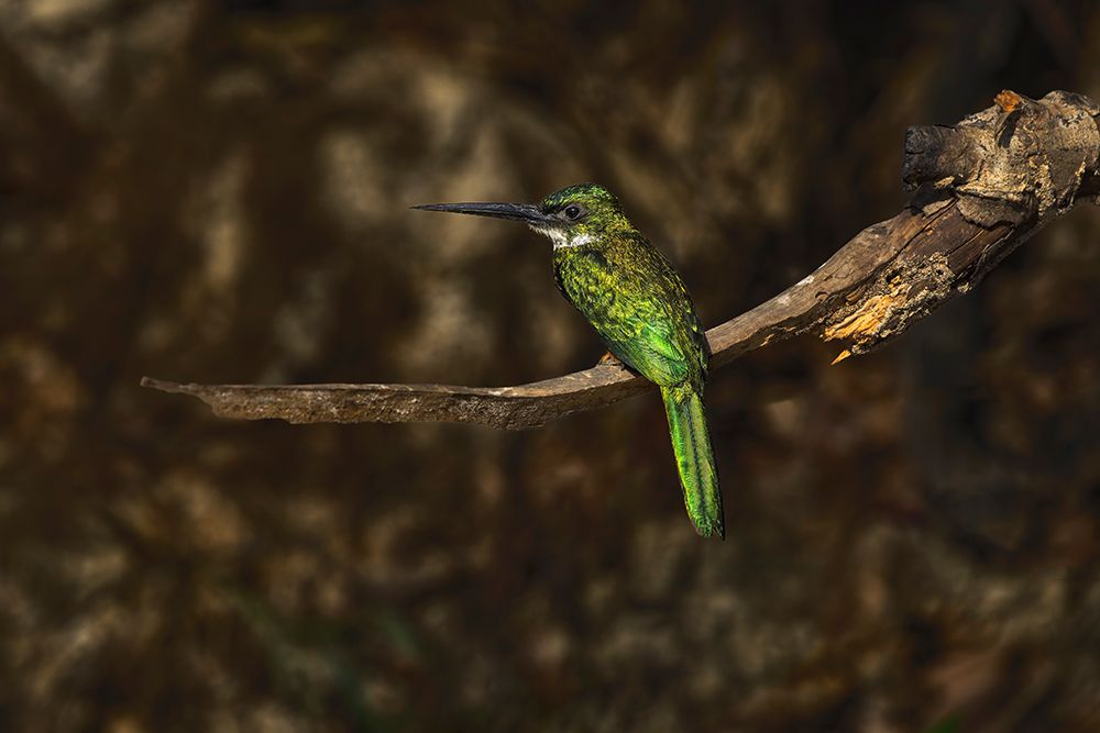 Rufous-tailed jacamar, Mato Grosso, Pantanal, Brazil, South America art print by Adam Jones for $57.95 CAD