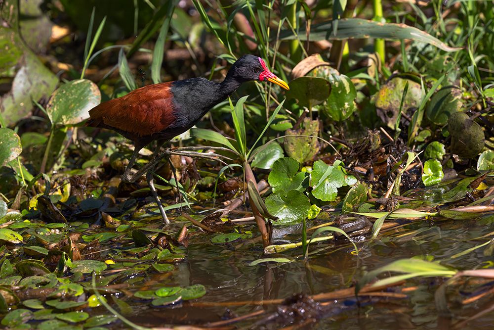 Wattled jacana wading through swampy terrain, Pantanal, Mato Grosso do Sul, Brazil, South America art print by Adam Jones for $57.95 CAD