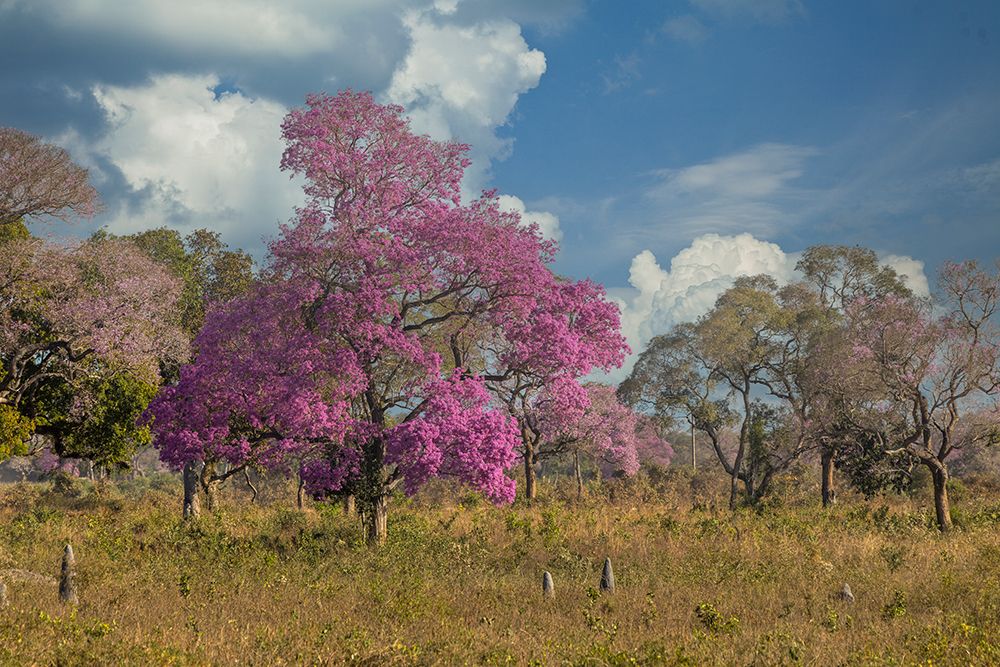 Pink Lapacho tree in full bloom along the Transpantaneira Highway, Brazil, South America art print by Adam Jones for $57.95 CAD