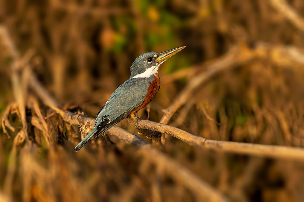 Ringed kingfisher, perched along Cuiaba River, Mato Grosso, Pantanal, Brazil, South America art print by Adam Jones for $57.95 CAD