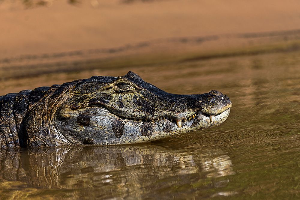 Caiman along Cuiaba River, Pantanal, Brazil. art print by Adam Jones for $57.95 CAD