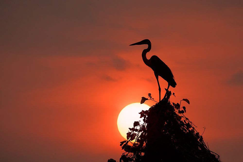 Cocoi heron, silhouetted at sunset, Mato Grosso, Pantanal, Brazil, South America art print by Adam Jones for $57.95 CAD