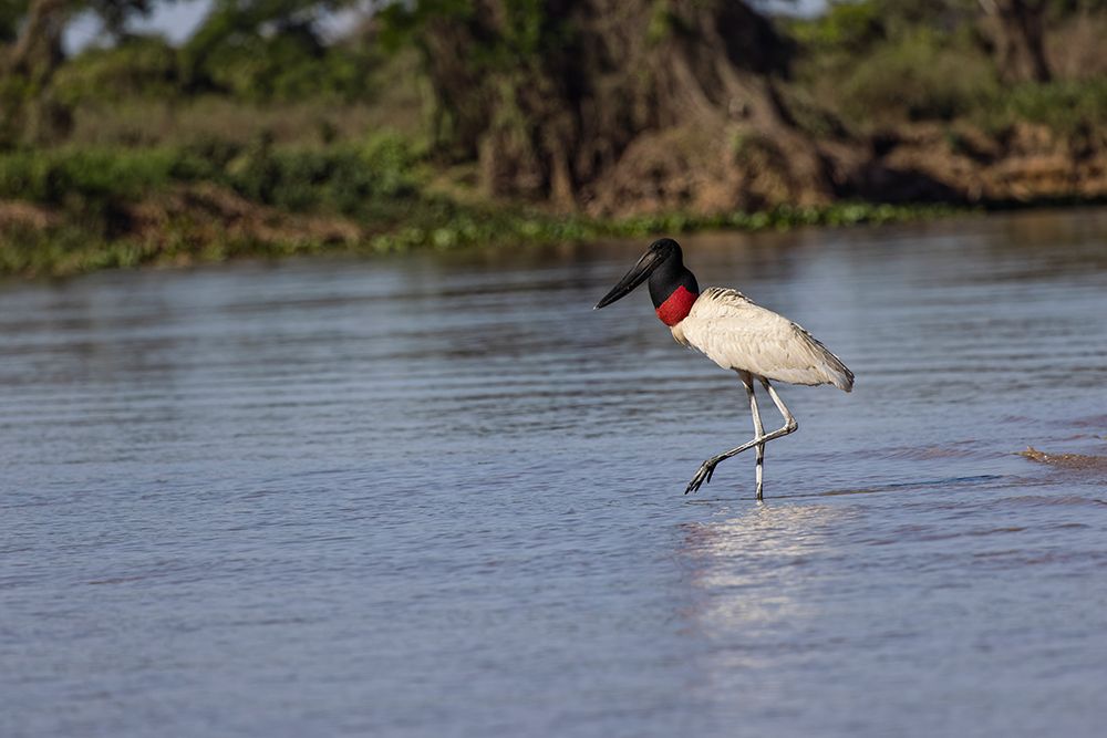 Jabiru stork. Mato Grosso, Pantanal, Brazil, South America art print by Adam Jones for $57.95 CAD