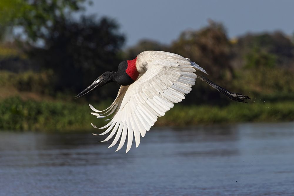 Jabiru stork in flight. Mato Grosso, Pantanal, Brazil, South America art print by Adam Jones for $57.95 CAD