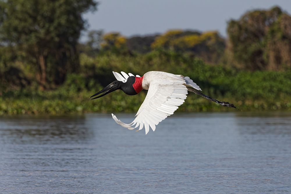 Jabiru stork in flight. Mato Grosso, Pantanal, Brazil, South America art print by Adam Jones for $57.95 CAD