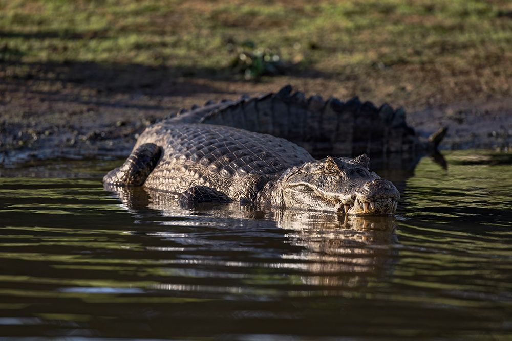 Caiman in the Cuiaba River, Pantanal, Brazil. art print by Adam Jones for $57.95 CAD